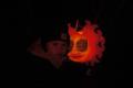 DSC01830c.jpg
